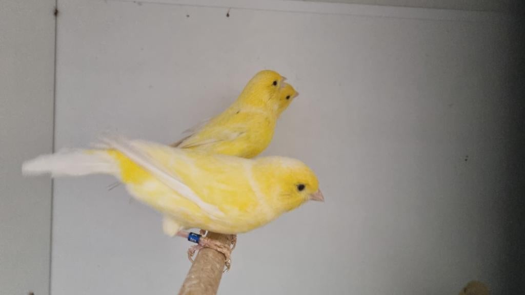 Waterslagers, Dieren en Toebehoren