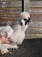 Coq Silkfowl, Mâle, Poule ou poulet