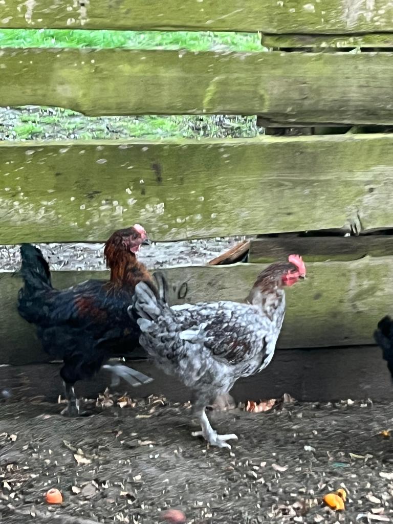 Jonge Maran hanen, Mâle, Poule ou poulet