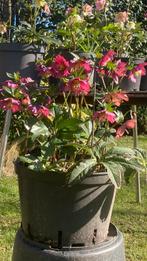 Hellébore, Jardin & Terrasse, Enlèvement, Plante fixe