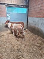 2 magnifiques génisses, Animaux & Accessoires