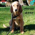 Marius & Clovis, chiots Golden Retriever (mâles) à vendre, 15 semaines à 1 an, Golden retriever, Chien (mâle), Hépatite contagieuse (maladie de Rubarth)