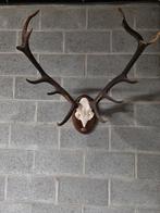 Edlehert gewei, Ophalen