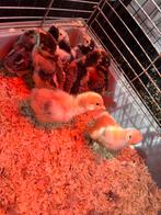 kuikens te koop, Dieren en Toebehoren