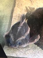 2 platydoras 3 synodonis Agamyxis 15 euro, Animaux & Accessoires