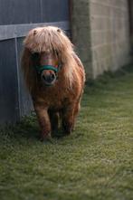 Shetlander hengst, Hengst, Gechipt