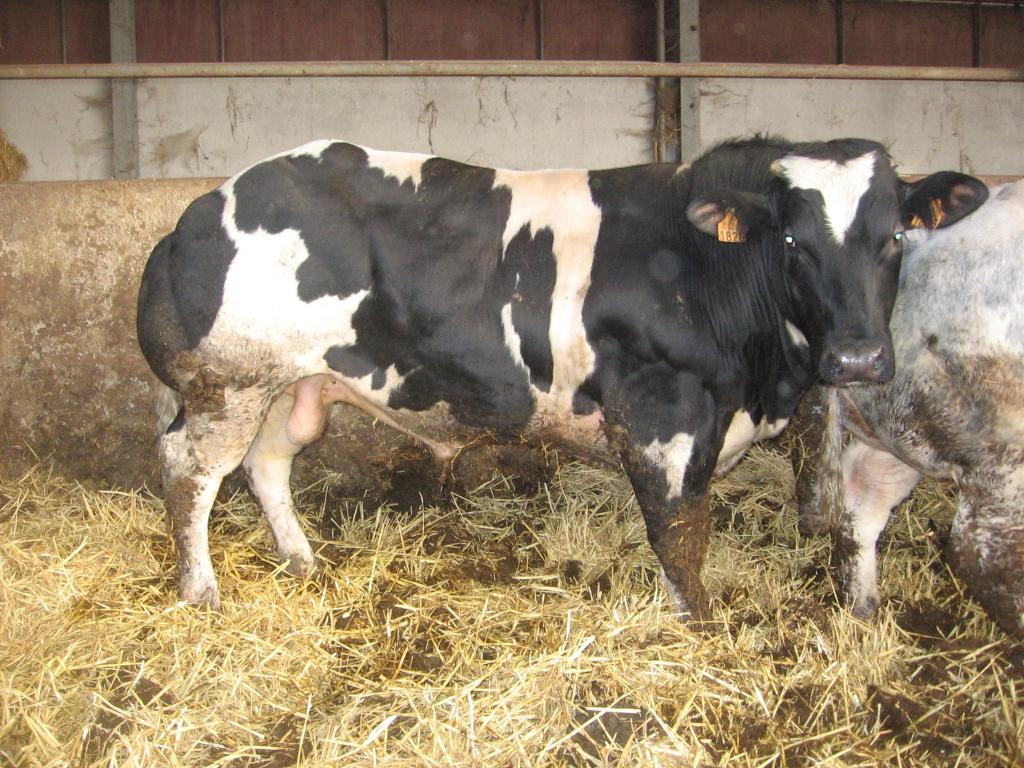 Dekstier zoon van Ultra top en vrij van alle gebreken., Mâle, 0 à 2 ans