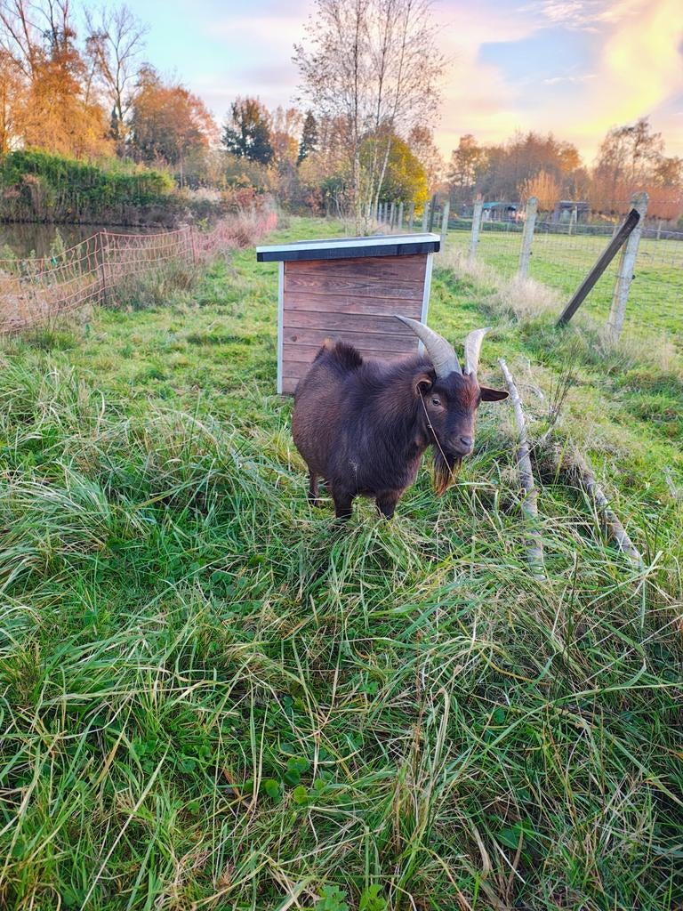 Geitenbok te huur of te koop, Dieren en Toebehoren, Schapen, Geiten en Varkens