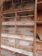 Kweekkooien te koop., Ophalen