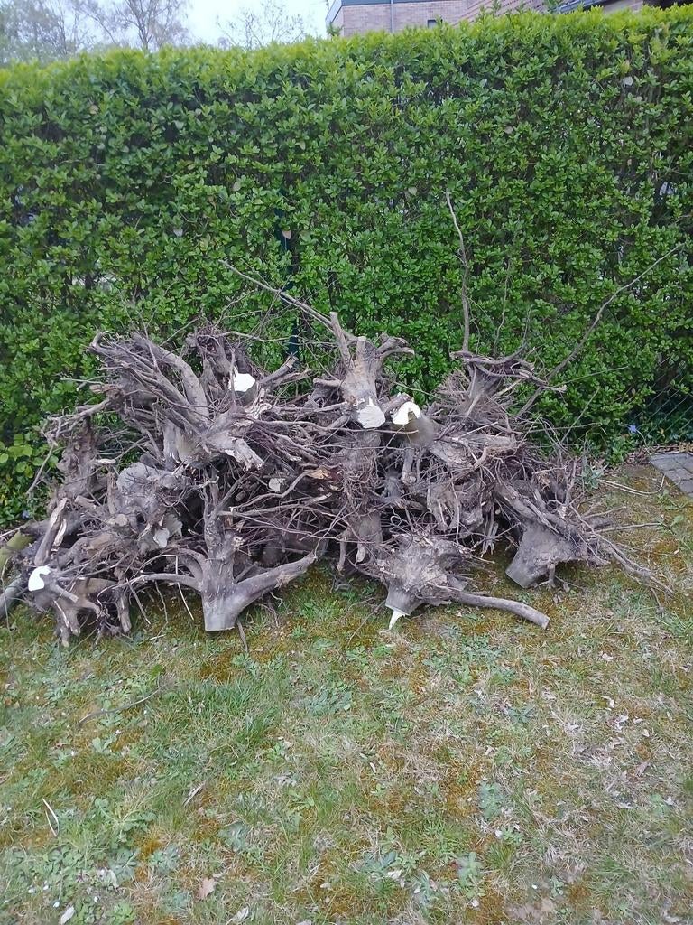 30 wortels van beuken haagstammen, Tuin en Terras, Ophalen, Stammen
