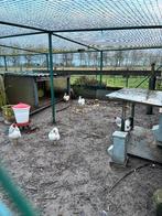 4 legkippen + 1 haan, Dieren en Toebehoren, Pluimvee, Vrouwelijk, Kip