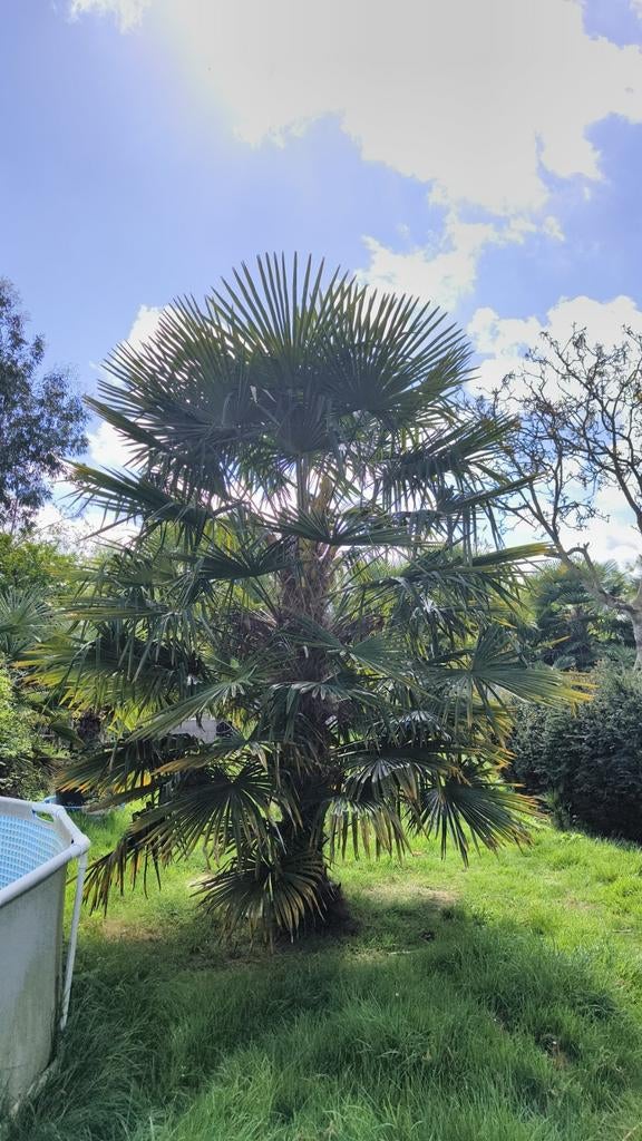 Palmboom Trachycarpus 'Fortunei' verschillende formaten, Jardin & Terrasse, Bulbes & Semences, Enlèvement