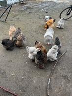 Brahma broedeieren mix, Dieren en Toebehoren, Pluimvee, Kip