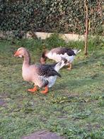 Broedeieren Vlaamse gans aangeboden, Dieren en Toebehoren, Pluimvee