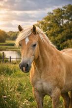 Haflinger ruin, Ruin, Zadelmak, Met stamboom, 7 tot 10 jaar