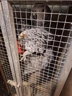 Koppel grijze roodstaarten, Dieren en Toebehoren, Ophalen