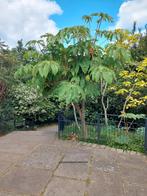 T-REX planten - Tetrapanax, Ophalen