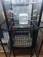 Koppel rosécollies met kooi en toebehoren, Dieren en Toebehoren, Geslacht onbekend