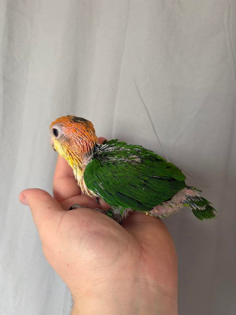 Vrouwelijke papegaai met groene dij, Dieren en Toebehoren, Vrouwelijk, Papegaai