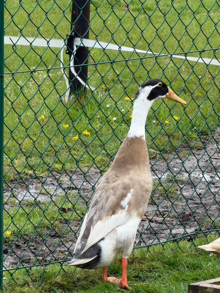 Indische loopeenden, Animaux & Accessoires, Volatiles, Mâle, Canard