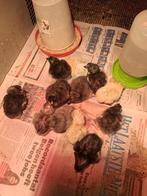 Poussins F1 de la couche Greenlegger/olive, Animaux & Accessoires