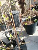 Fruitbomen ( voedselbos planten), Halfschaduw, Overige soorten, Lente, Minder dan 100 cm