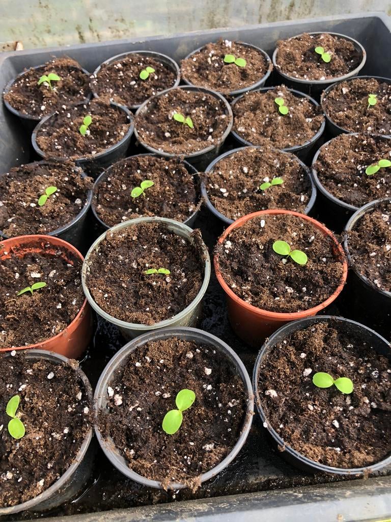 Muismeloenplantjes, Ophalen, Overige soorten, Volle zon, 100 tot 250 cm