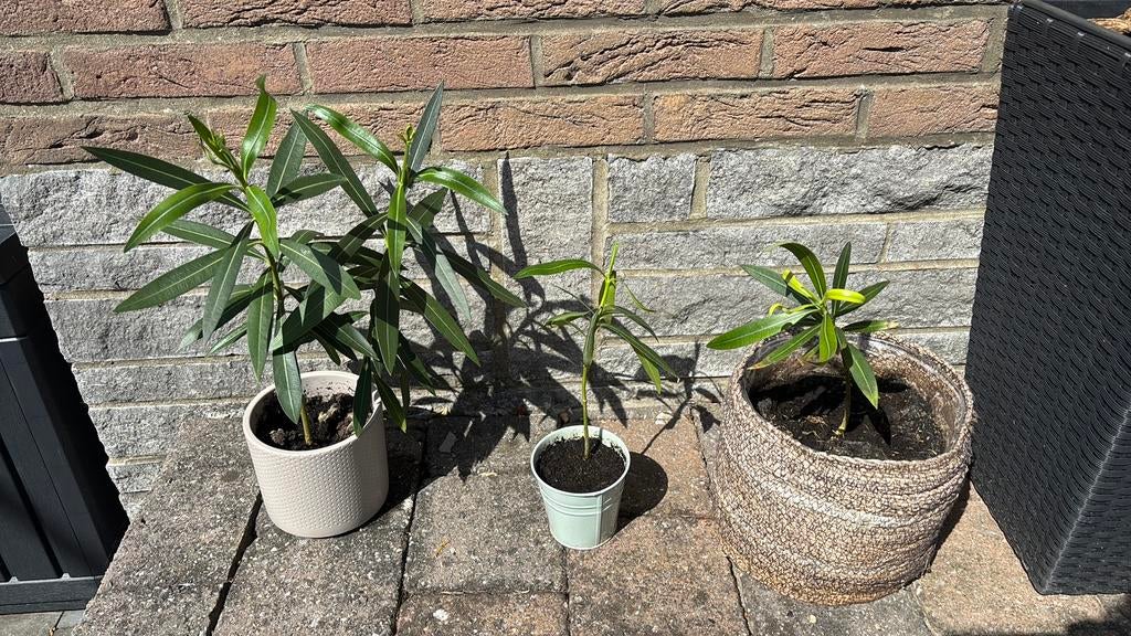 Oleander planten, Ophalen, Zo goed als nieuw