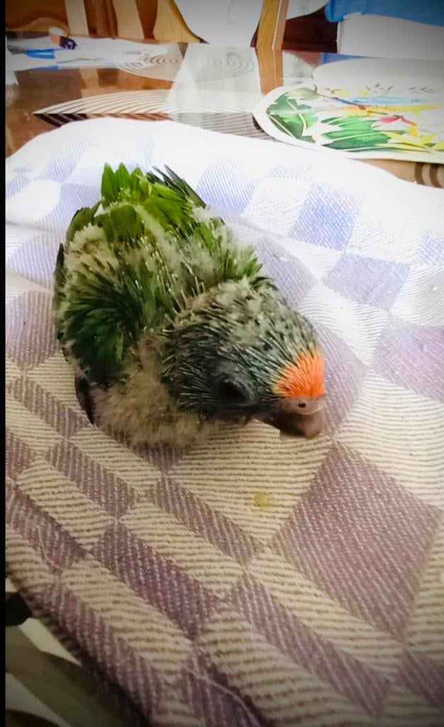 Conure couronee, Ophalen, Zo goed als nieuw