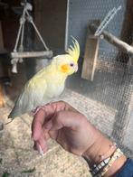 Jolie femelle calopsitte, Femelle