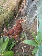 Cochin Bantam + Rhode Red Island