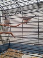 Spitsstaartamandine, Dieren en Toebehoren, Vogels | Overige Vogels, Meerdere dieren, Tropenvogel