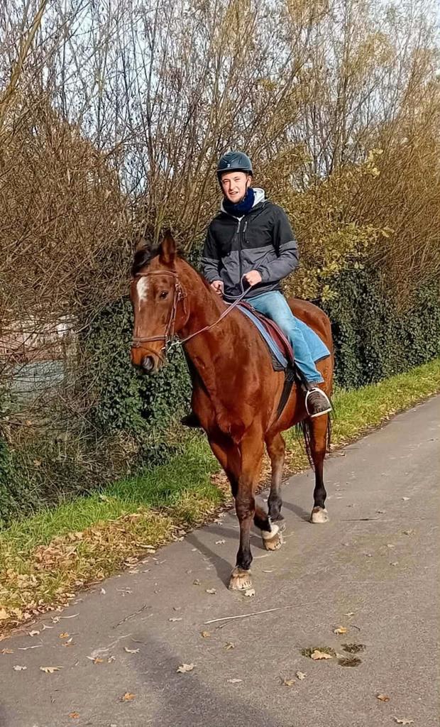 Draver te koop, Dieren en Toebehoren, Pony's, Ruin