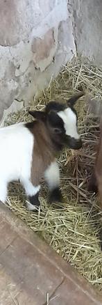 Super mooie lammetjes, Plusieurs animaux, Chèvre, 0 à 2 ans