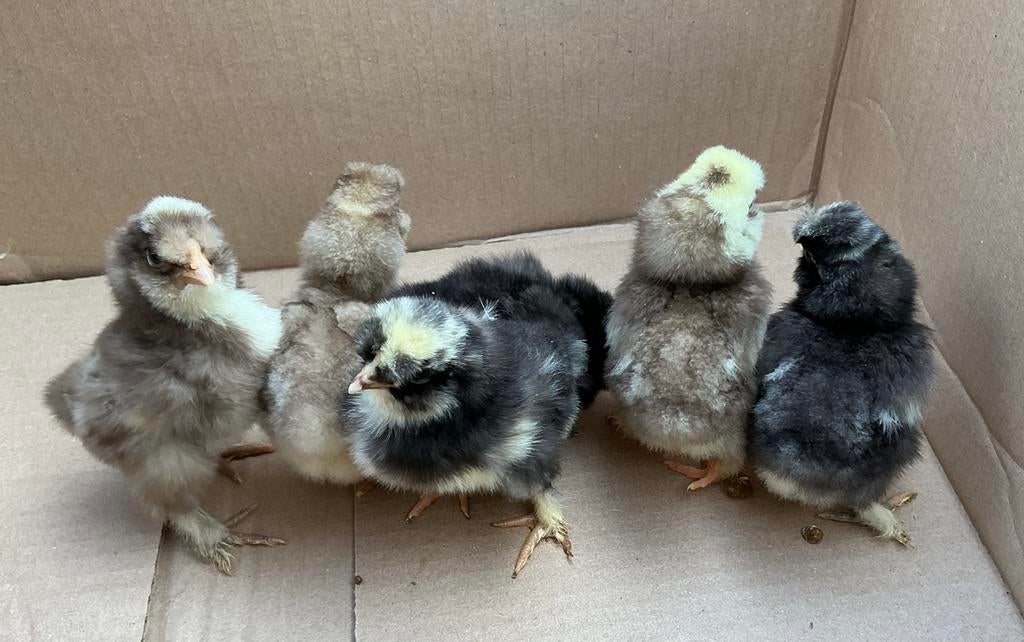 Zijdehoen kuikens, Dieren en Toebehoren, Meerdere dieren, Kip