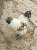 Zijdehoen haan, Mannelijk, Kip