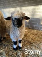 Storm van ‘t Graanhof, ramlam, Walliser Schwarznase, Dieren en Toebehoren, Mannelijk, Schaap, 0 tot 2 jaar