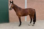 5 jarige springmerrie, Dieren en Toebehoren, Paarden, Merrie, Springpaard, 3 tot 6 jaar, 165 tot 170 cm