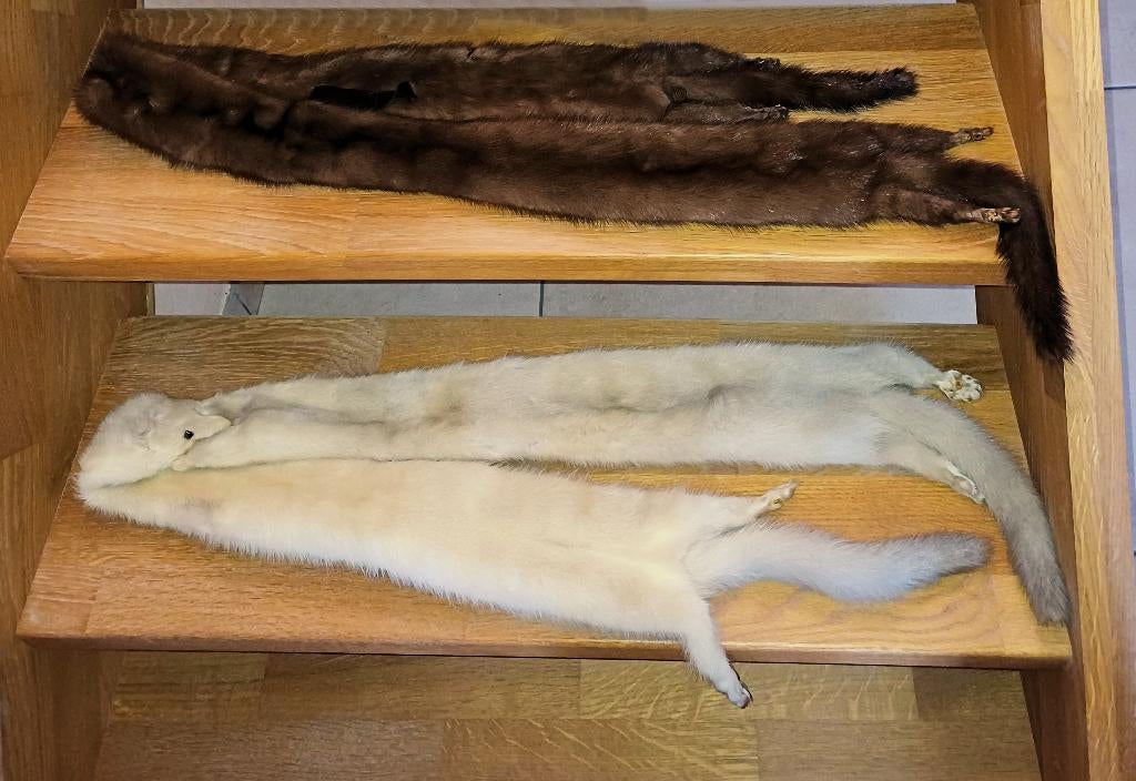 fourrures écharpes en vison, Enlèvement, Comme neuf, Écharpe