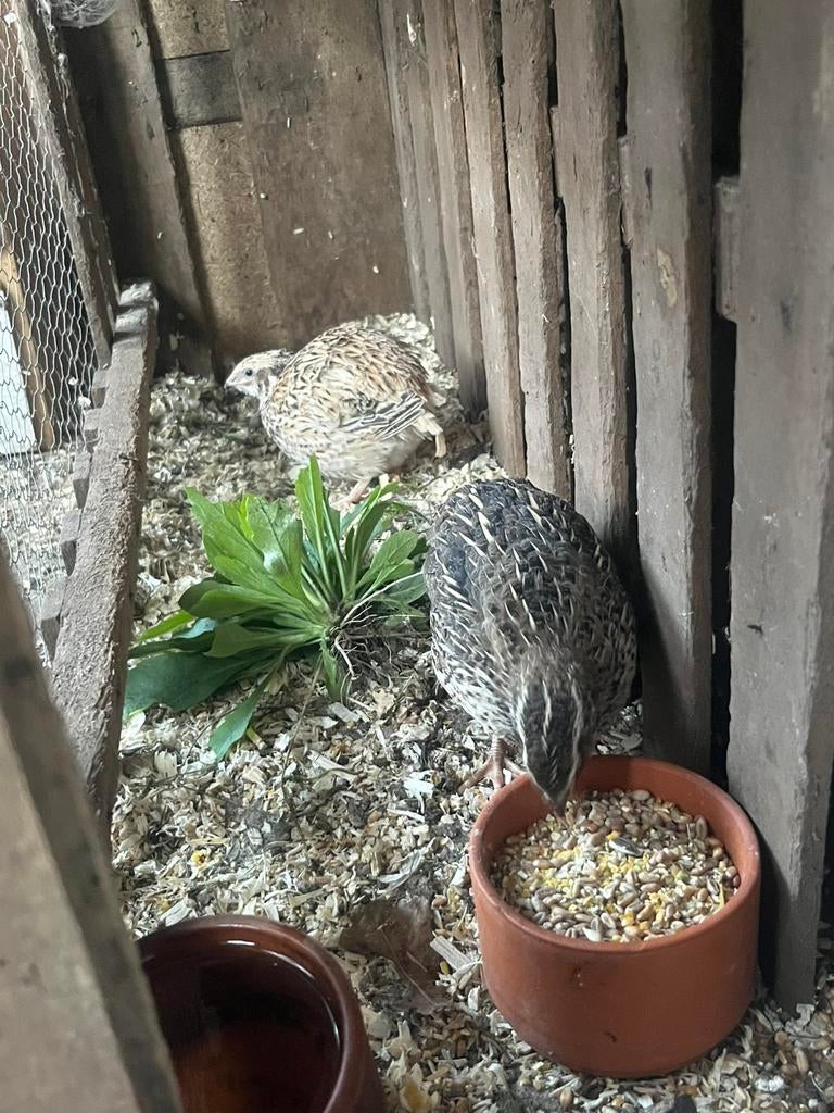 2 japanse kwartel vrouwtjes