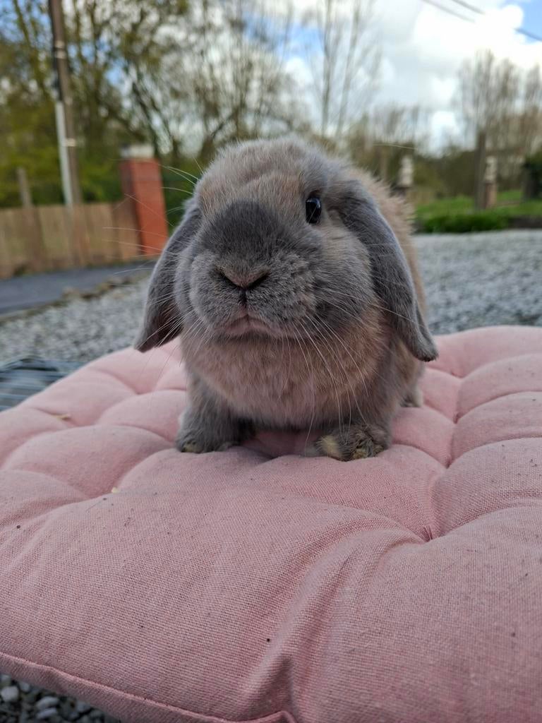 minilop vrouwtje, Dieren en Toebehoren, Konijnen