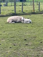 Ooi met ooilam te koop, Dieren en Toebehoren