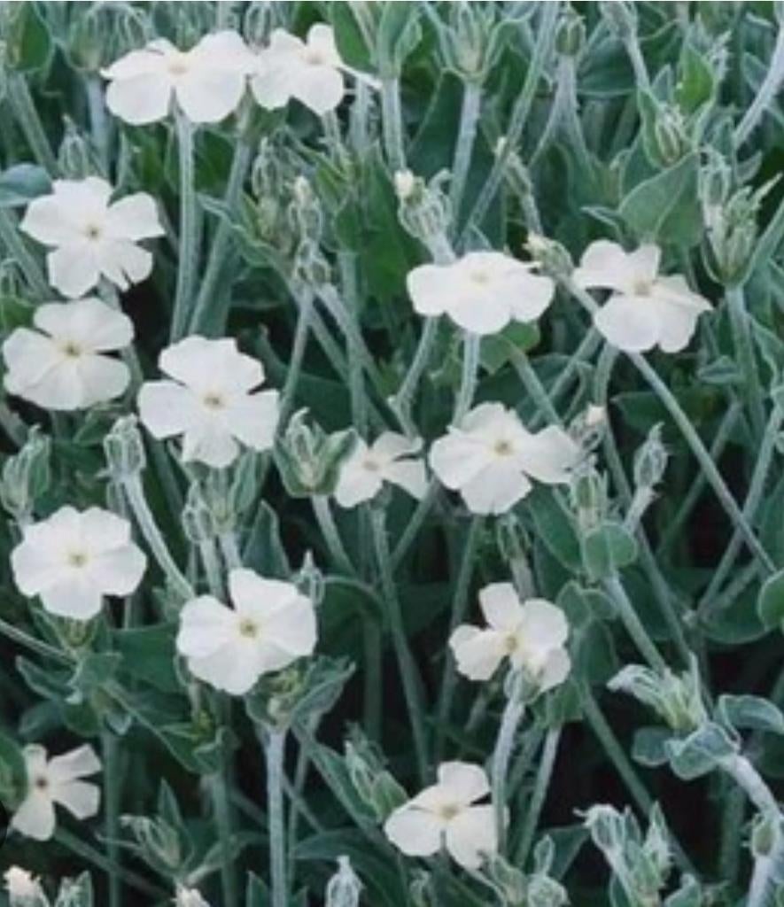 Biologische Prikneus Wit Zaden, Ophalen of Verzenden