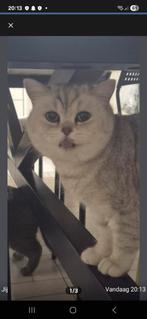 Poesje britse korthaar 3 jaar oud, Chatte ou Chat, Avec pedigree