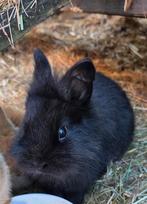 Dwergkonijn (man) zoekt leuke thuis