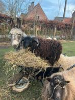 Ouessant ram, Mannelijk, Schaap, 0 tot 2 jaar