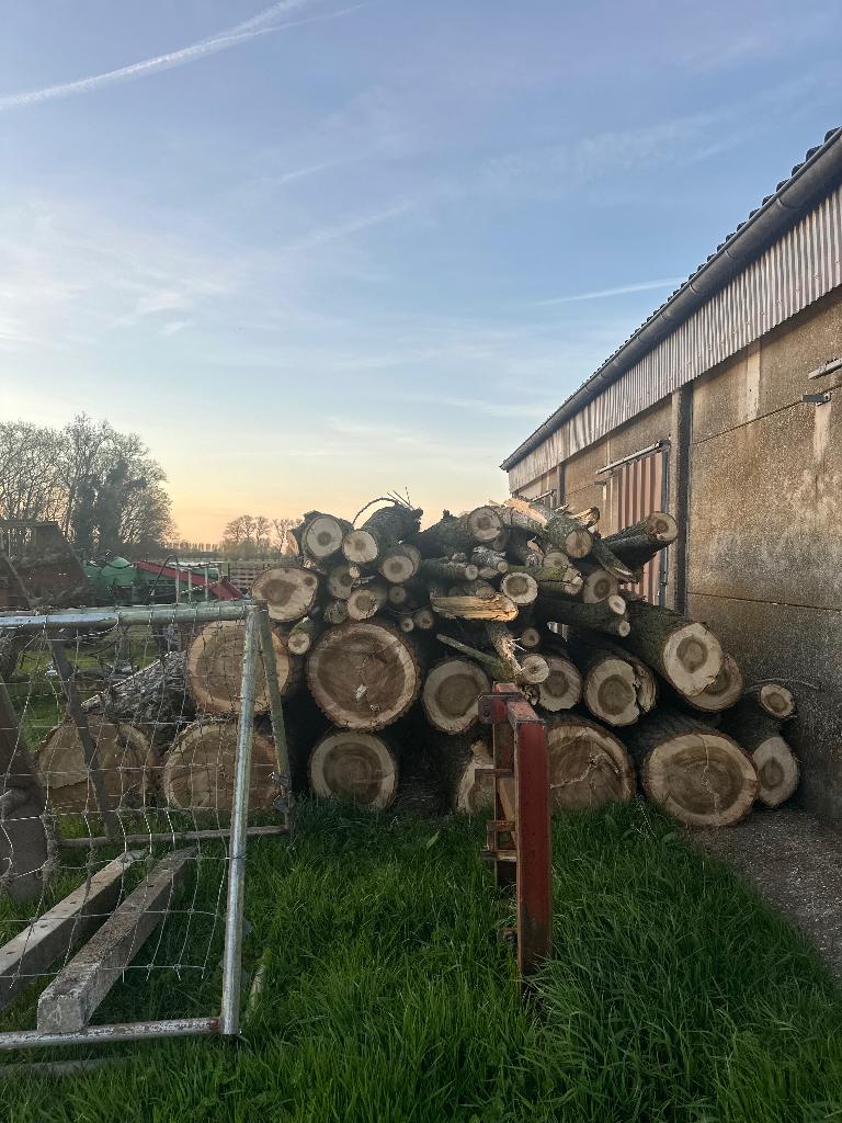 Brandhout: Populier brandhout uit stam, Tuin en Terras, Brandhout, 6 m³ of meer, Ophalen, Overige houtsoorten, Stammen