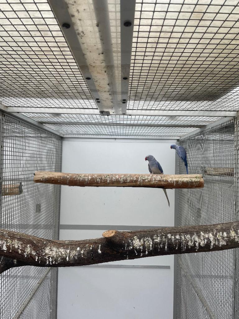 Kweekpop violet wkws, Dieren en Toebehoren, Vogels | Parkieten en Papegaaien, Vrouwelijk, Parkiet, Geringd