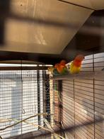 Fischeries, Dieren en Toebehoren