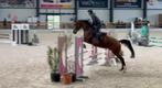 5 ans Luigi D'Eclipse x Non Stop brun, Animaux & Accessoires, Hongre